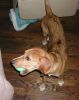 Filename=ball3.jpg
Filesize=84KB
Dimensions=635x800
Date added=Jul 31, 2005 ball3.jpg