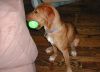 Filename=profileball.jpg
Filesize=71KB
Dimensions=824x600
Date added=Jul 31, 2005 profileball.jpg