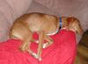 Filename=sleeping.jpg
Filesize=92KB
Dimensions=819x600
Date added=Jul 31, 2005 sleeping.jpg