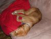 Filename=sleeping2.jpg
Filesize=161KB
Dimensions=1314x1015
Date added=Jul 31, 2005 sleeping2.jpg