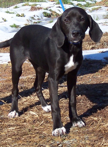 black hound dog